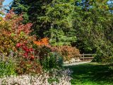 Multi-colored plants and trees