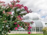 Bright pink flowers with the conservatory in the background