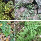 fern foray