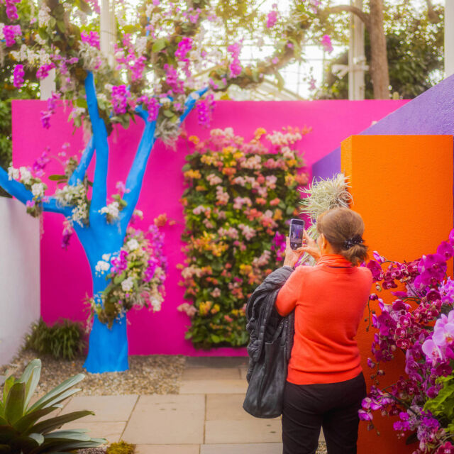 We’ve reached the FINAL weekend of The Orchid Show: Mexican Modernism. There’s no time to waste if you haven’t seen it yet! 🌺👀⏰

Ending this Sunday, April 27, our homage to the Modernist architecture of Luis Barragán welcomes you to a world of color unlike anything in New York City, with thousands of flowers filling the Haupt Conservatory with scenes that’ll make you feel like you’re on a mini vacation in Mexico. Afterward, head outside to explore 250 acres of spring beauty in bloom.

#OrchidNYBG #MexicanModernism